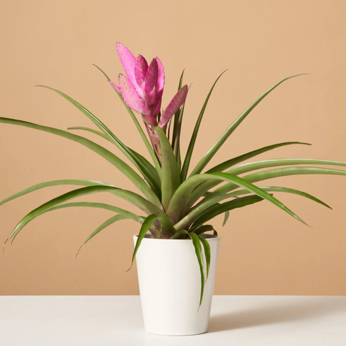 Bromeliad Pink