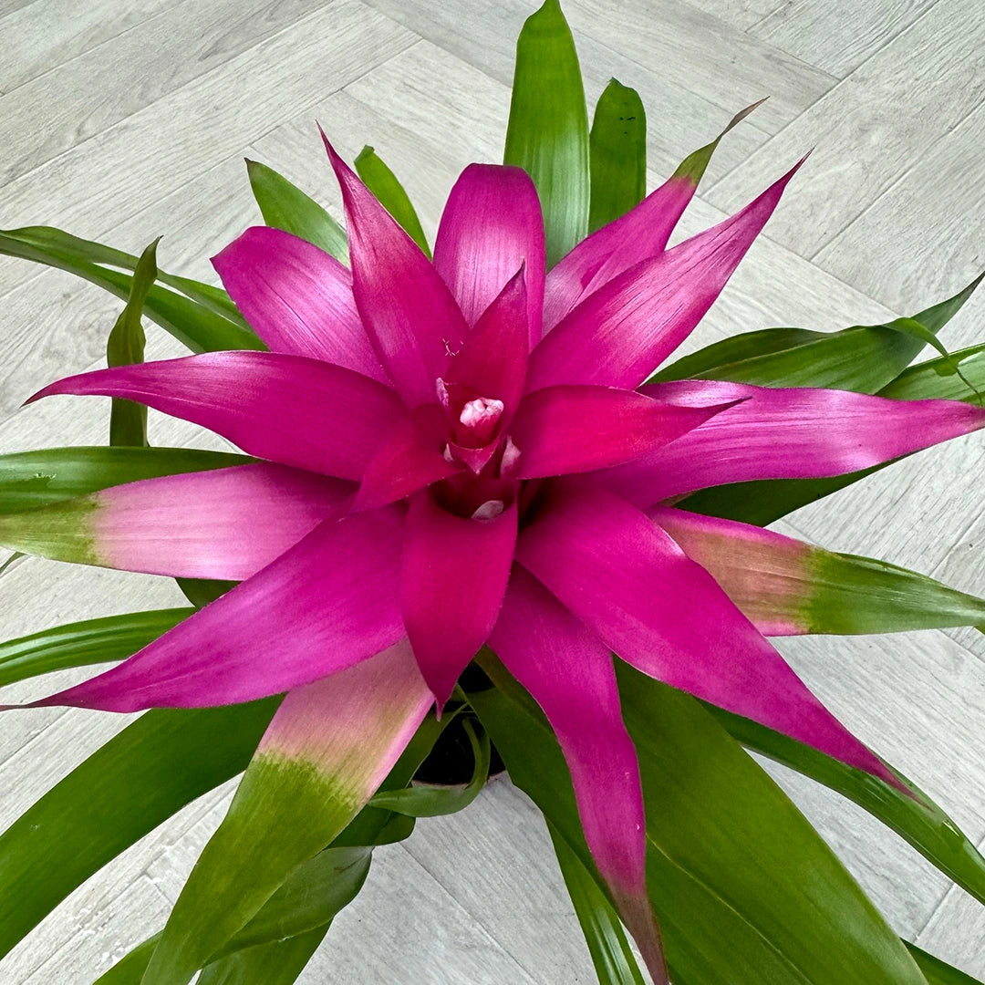 Bromellia Pink