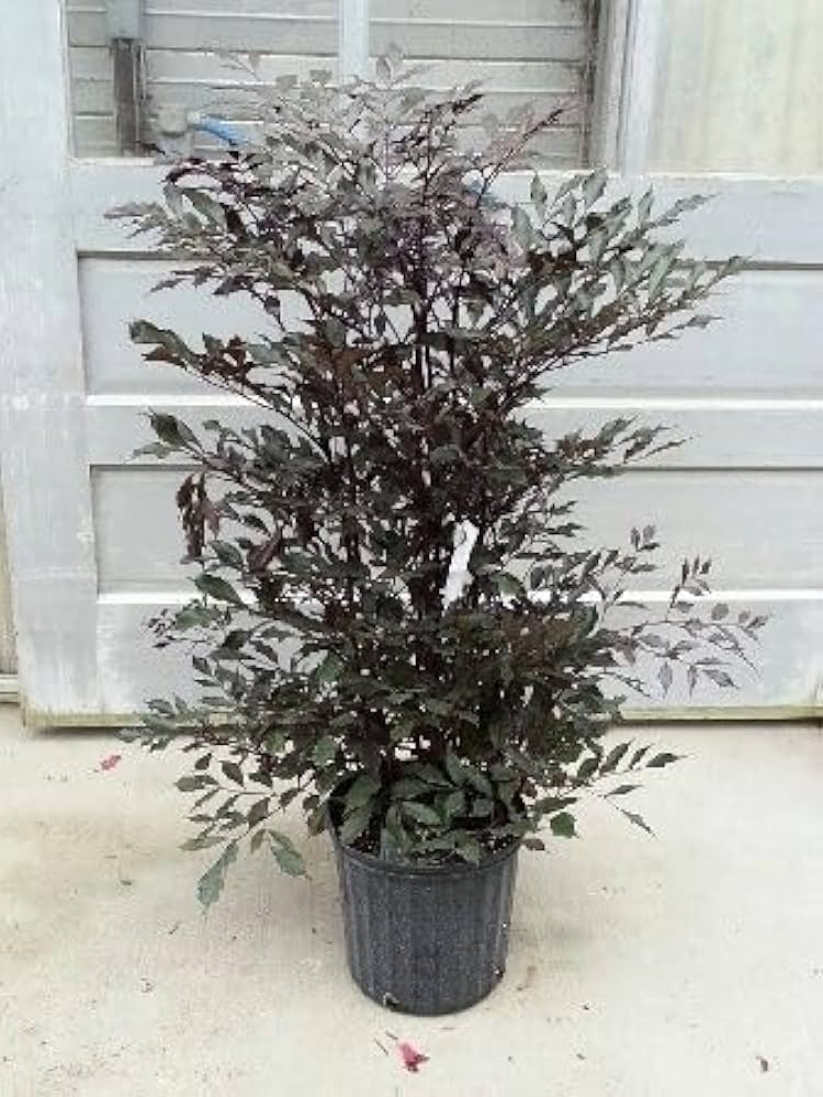 Red Leea - Leea  coccinea -Rubra - Burgundy Leea - Hawaiian Holly- LIVE PLANT