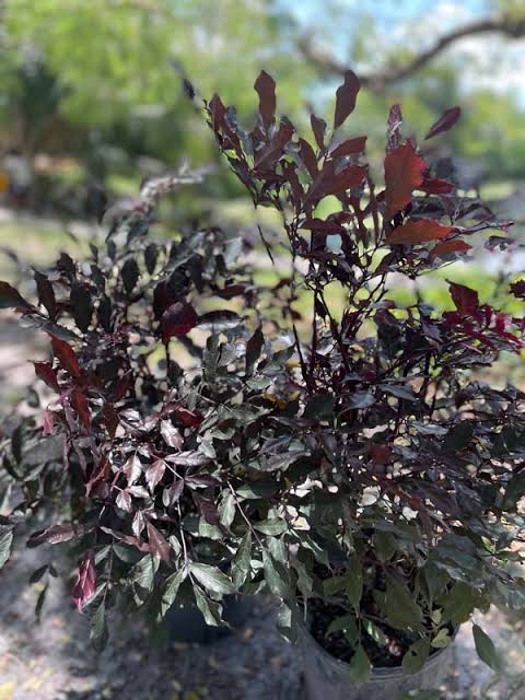Red Leea - Leea  coccinea -Rubra - Burgundy Leea - Hawaiian Holly- LIVE PLANT