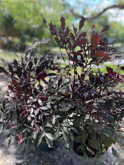 Red Leea - Leea  coccinea -Rubra - Burgundy Leea - Hawaiian Holly- LIVE PLANT