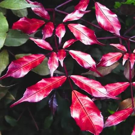 Red Leea - Leea  coccinea -Rubra - Burgundy Leea - Hawaiian Holly- LIVE PLANT