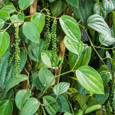 Bush pepper(kuttikurumulak)
