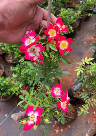 Creeping Rose(Climbing Rose) Butterfly