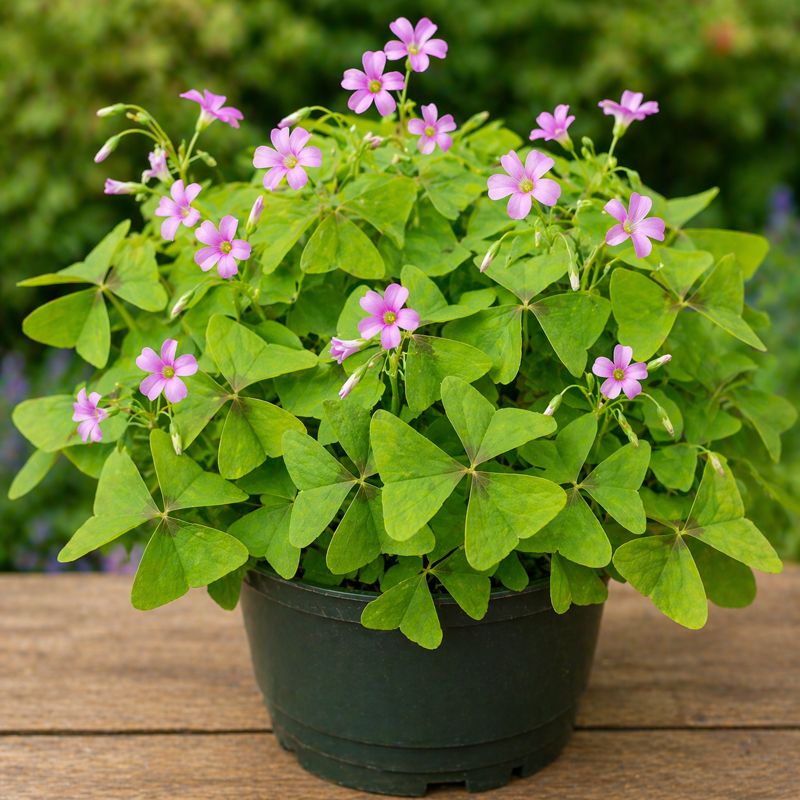 Oxalis Triangularis Green- Butterfly Plant Green- Shamrock Plant