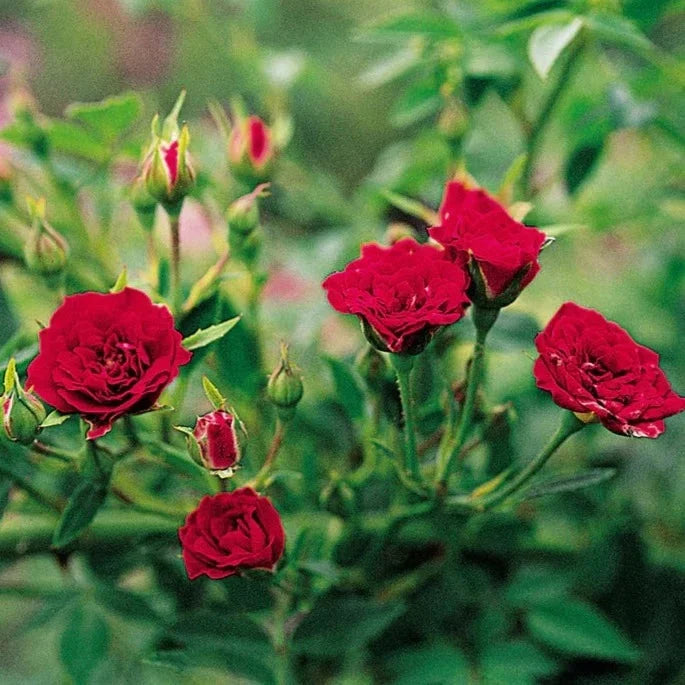 Button Rose Color Button Rose Red – Wayanadan Touch Garden