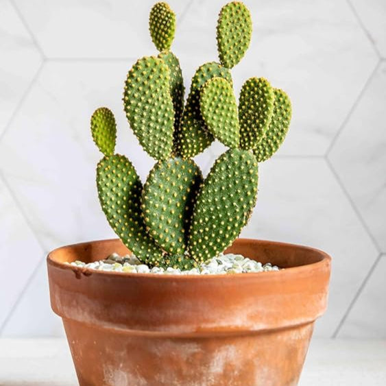 Cactus Angle Wing