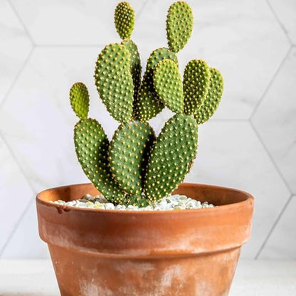 Cactus Angle Wing