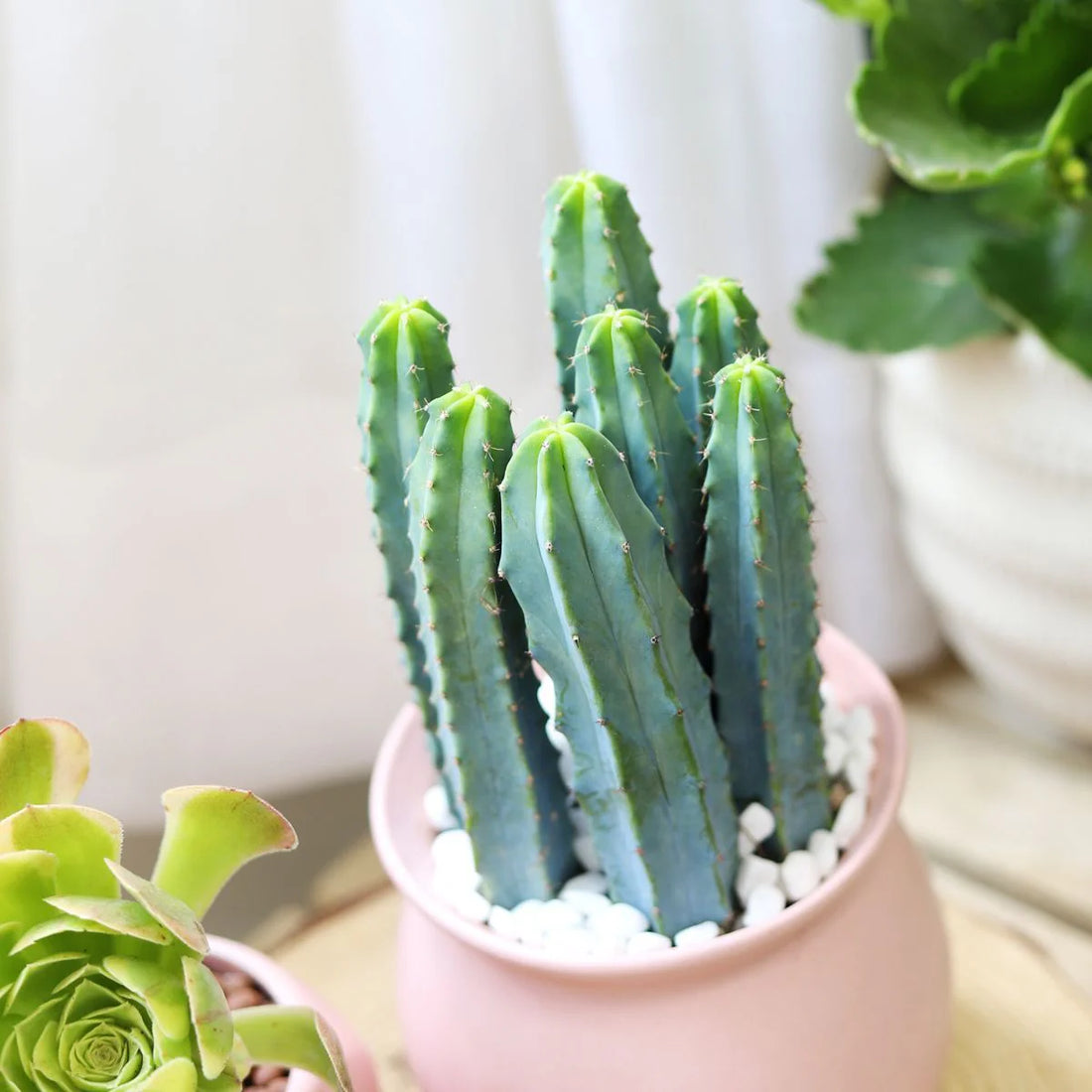 Cactus Blue Candle