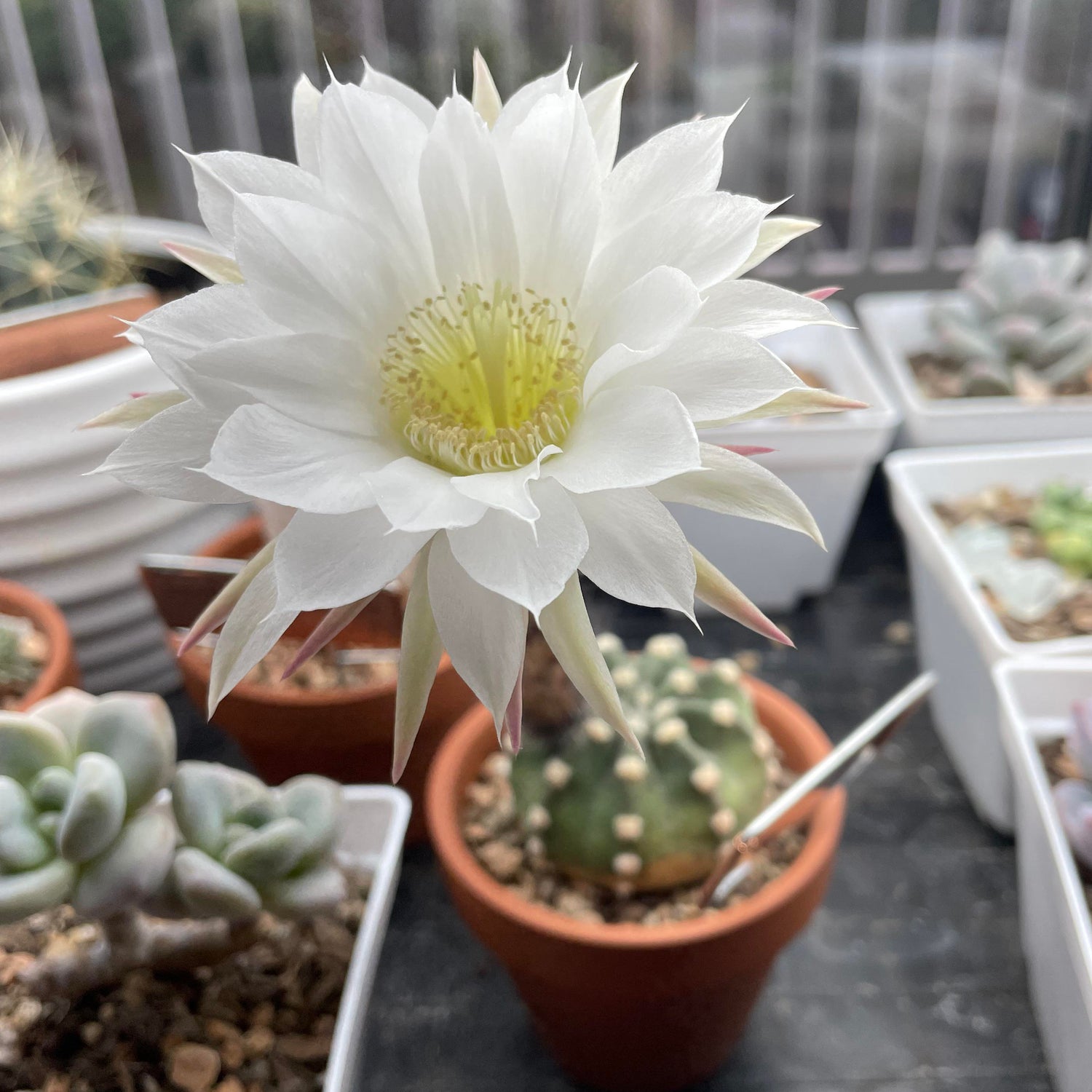 Cactus Domino
