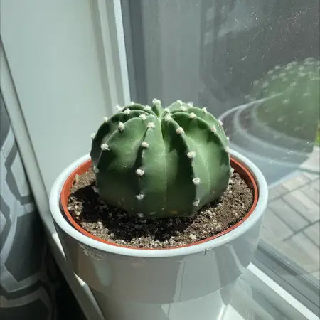 Cactus Domino