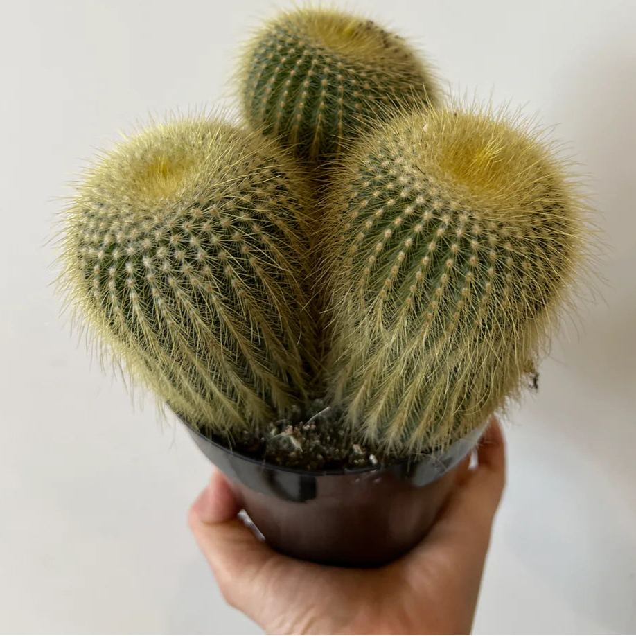 Cactus Golden Ball