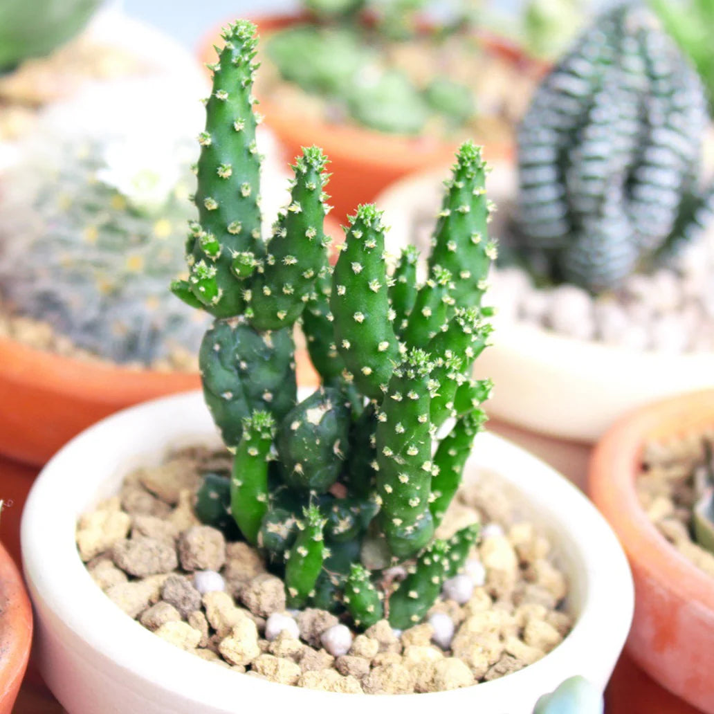 Cactus Joseph&
