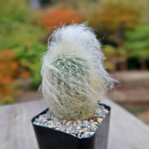 Cactus Peruvian Old Man