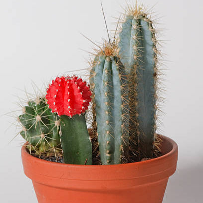 Cactus Red Thorn