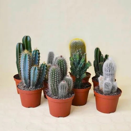 Cactus Combo of 2 different Varieties