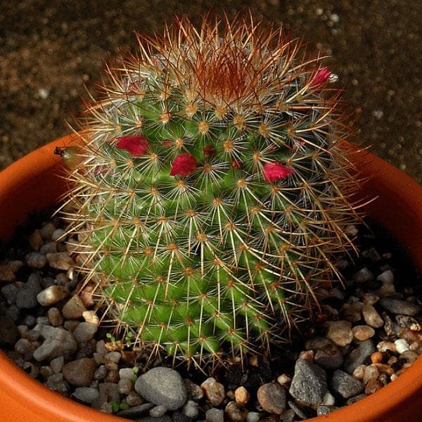 Cactus Pin Cushion