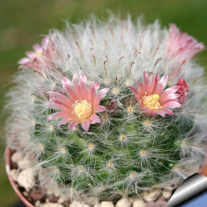 Cactus Powder Puff