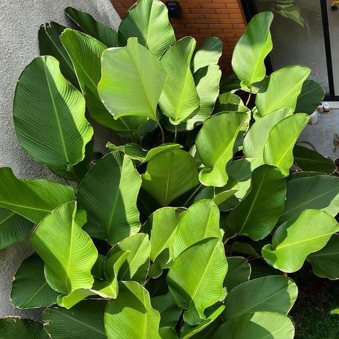 Calathea Lutea Green