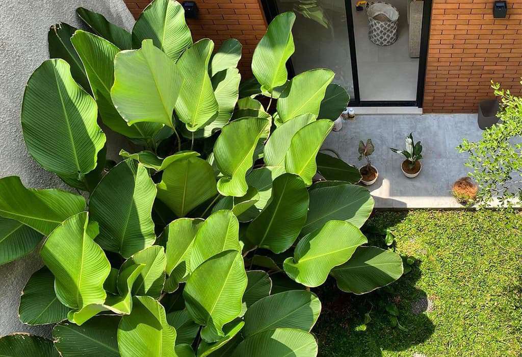 Calathea Lutea Green Combo of 10