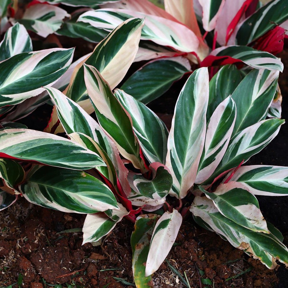 Calathea Triostar