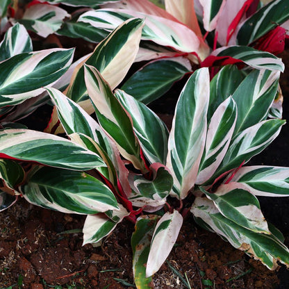Calathea Triostar