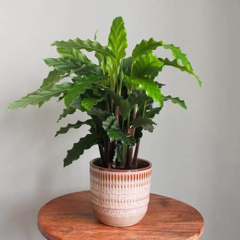 Calathea Furry Feather