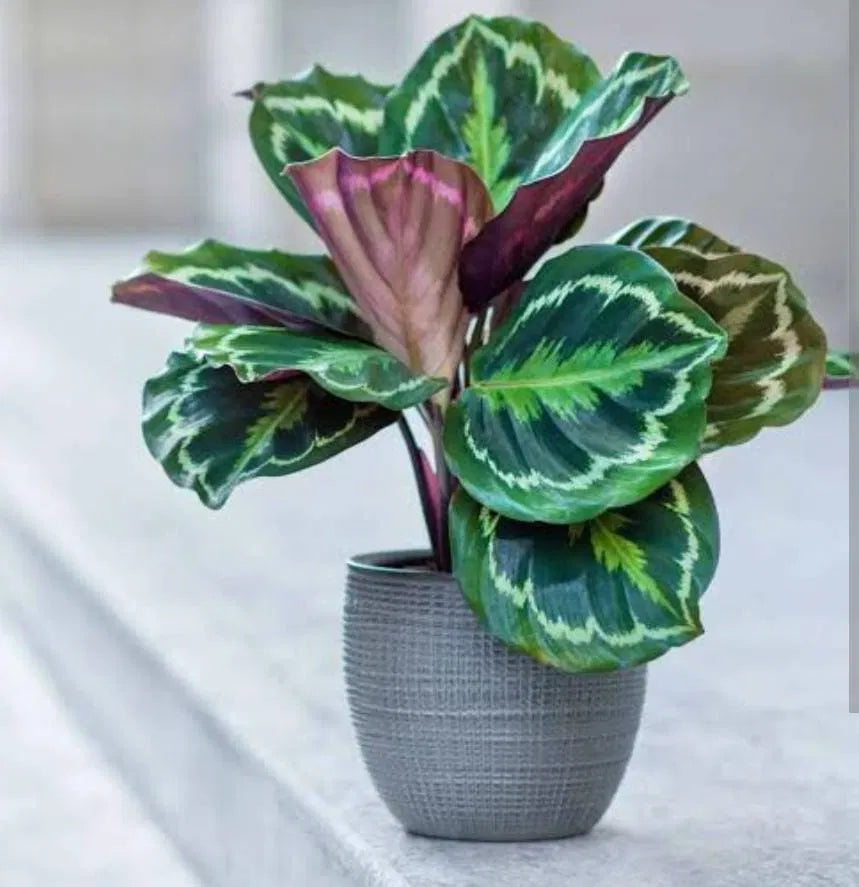 Calathea Medallion