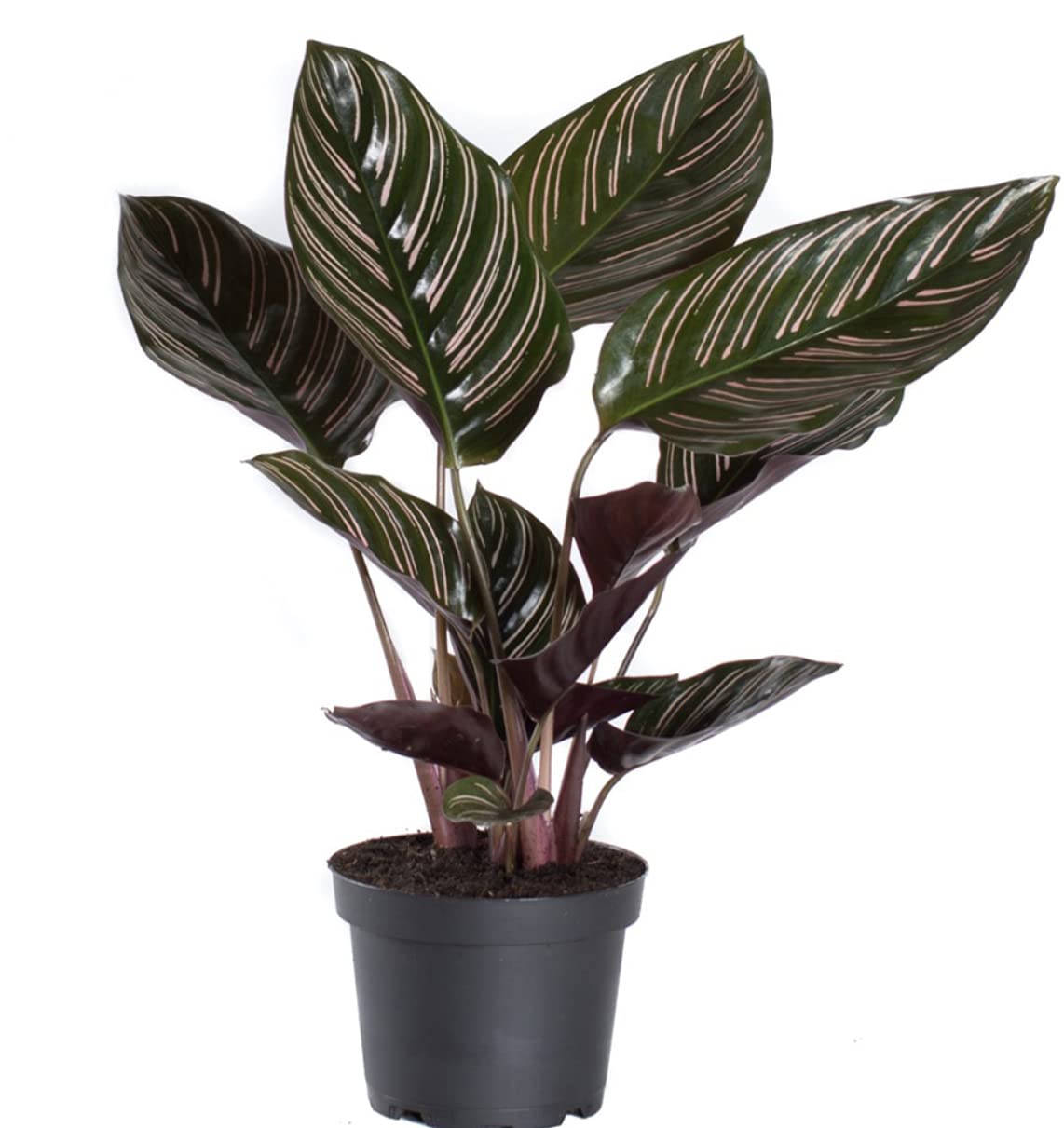 Calathea Pin-stripe