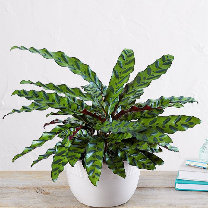 Calathea Rattlesnake