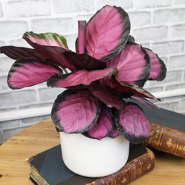 Calathea Rose Painted