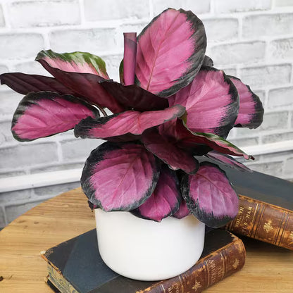 Calathea Rose Painted