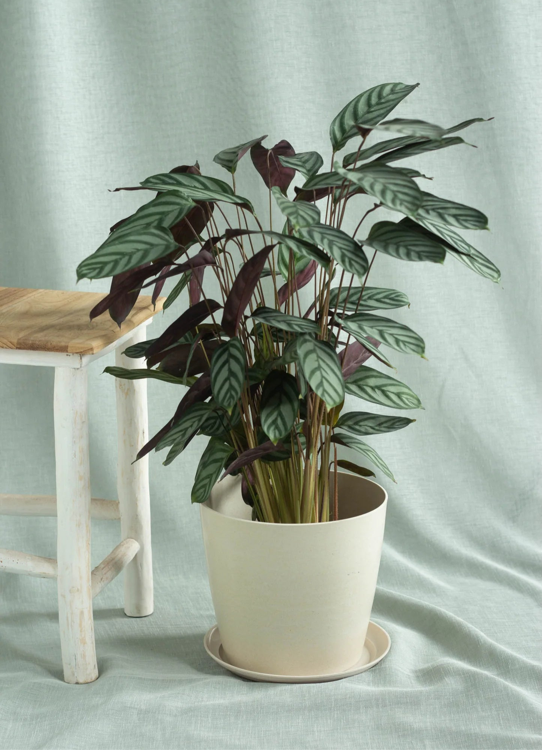 Calathea Setosa