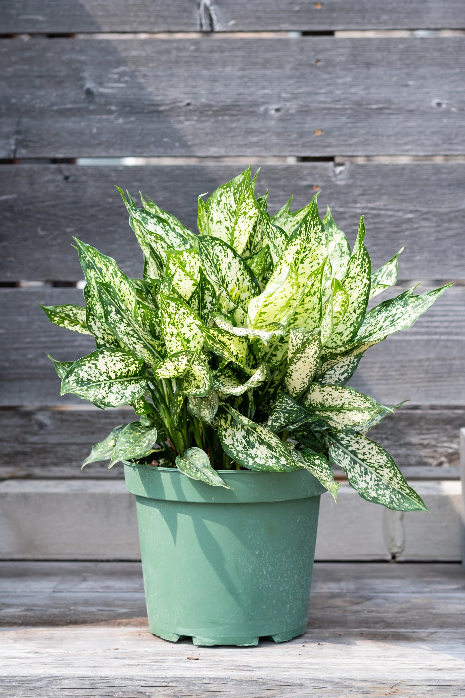 Aglaonema Spring Snow