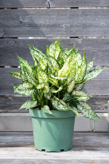 Aglaonema Spring Snow