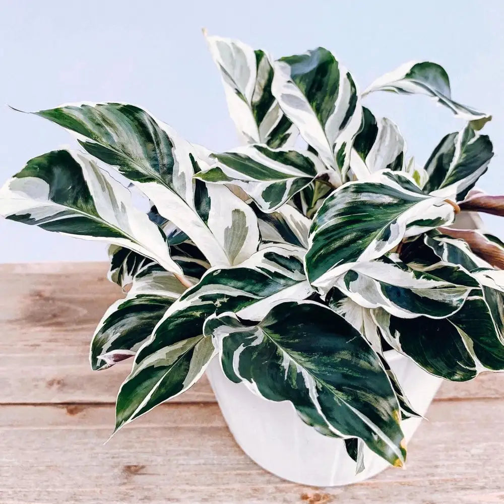 Calathea White Fussion