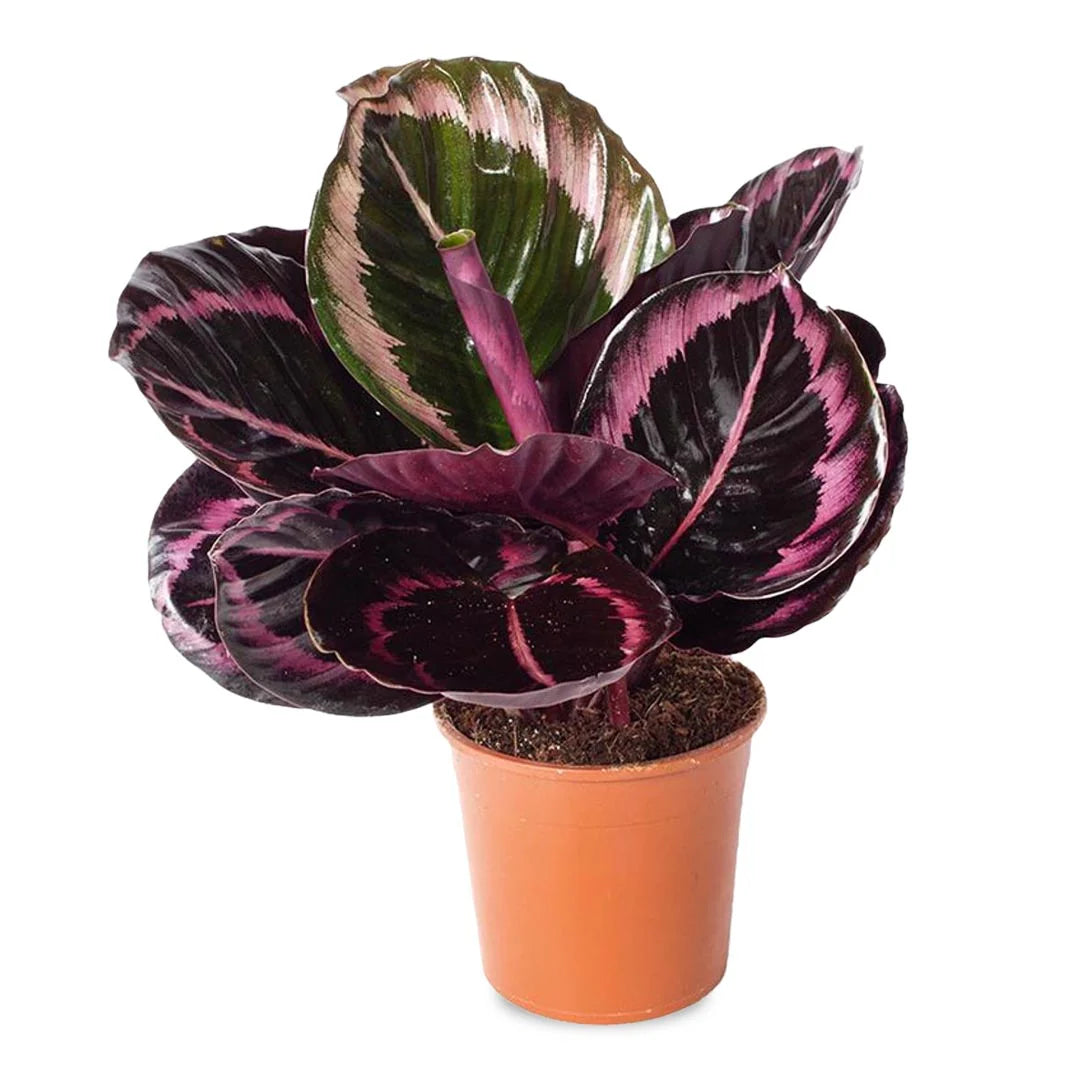 Calathea Dottie