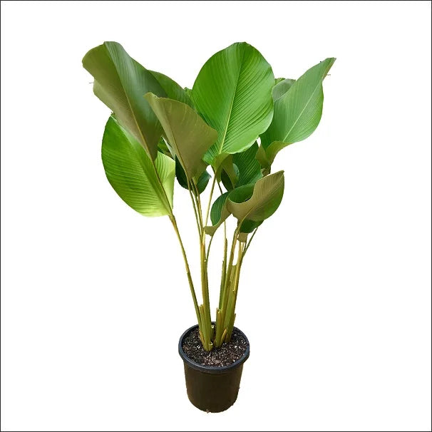 Calathea Lutea Green