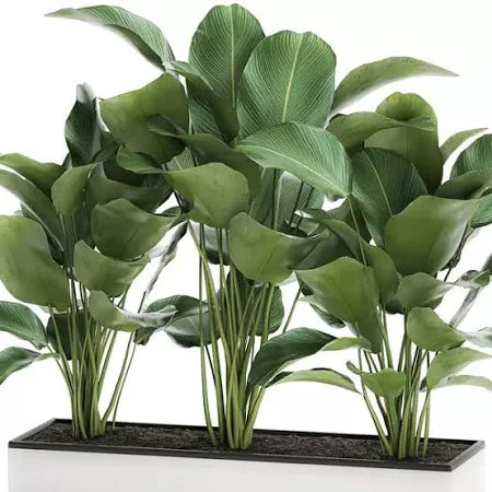 Calathea Lutea Green