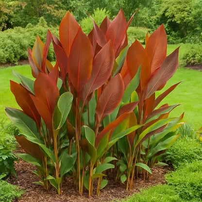 Calathea Lutea Combo Green and Red