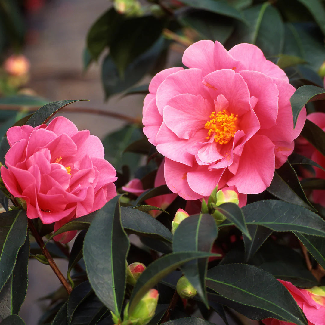 Camellia Japonica (Any Colour)