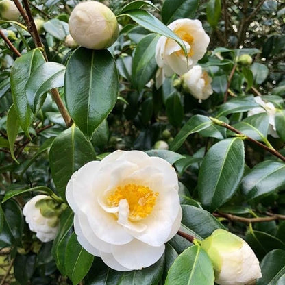Camellia Japonica (Any Colour)