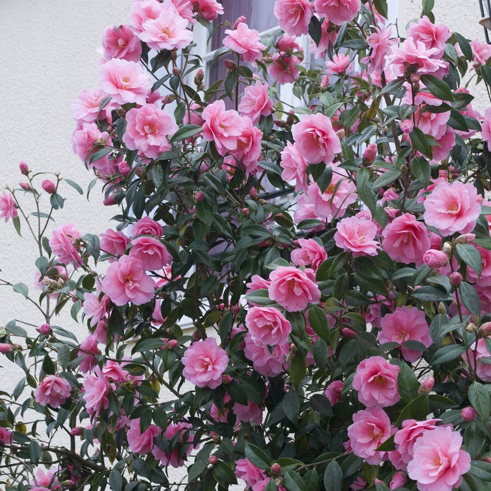 Camellia Japonica (Any Colour)