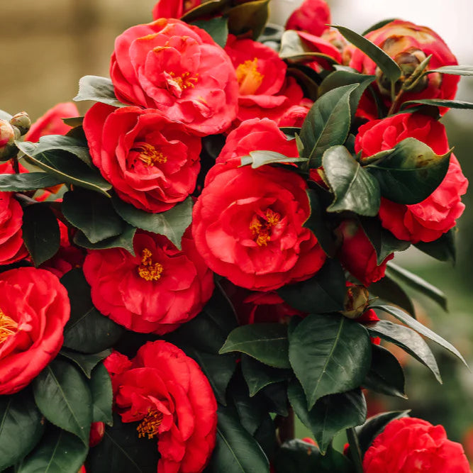 Camellia Japonica (Any Colour)