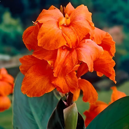 Canna Lily Any color