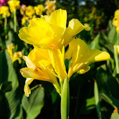 Canna Lily Yellow