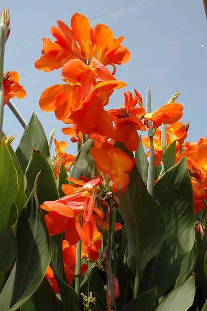 Canna Lily Any color