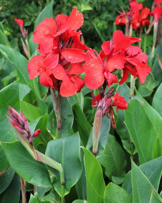 Canna Lily Any color