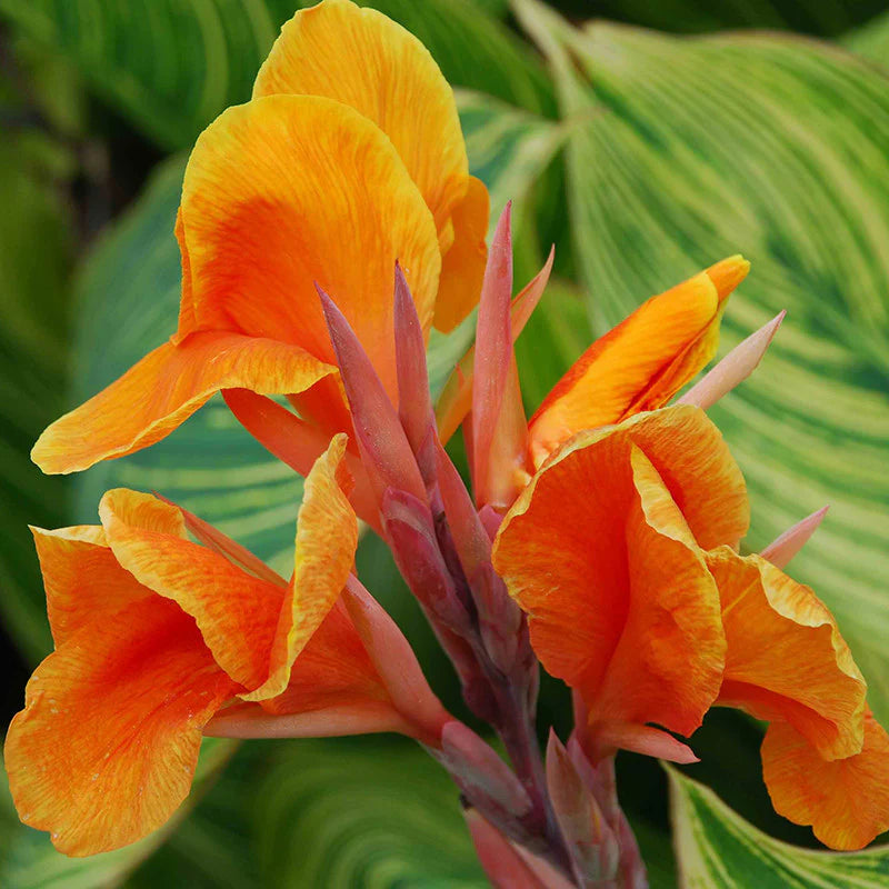 Canna Lily Any color