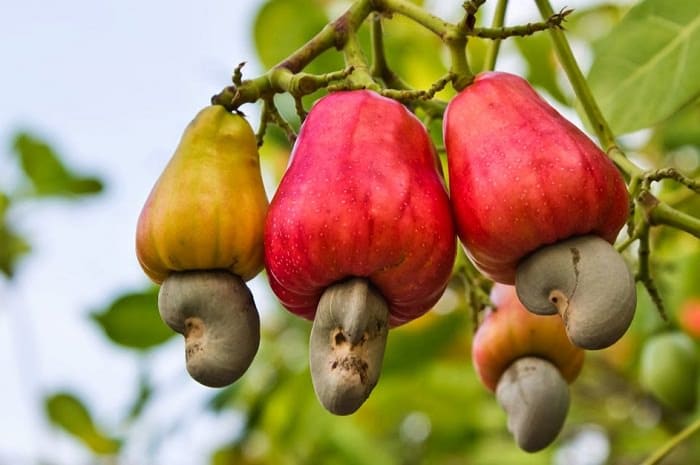 Cashew Nut Tree- Grafted Plant- Kashumaavu, Parankimaavu